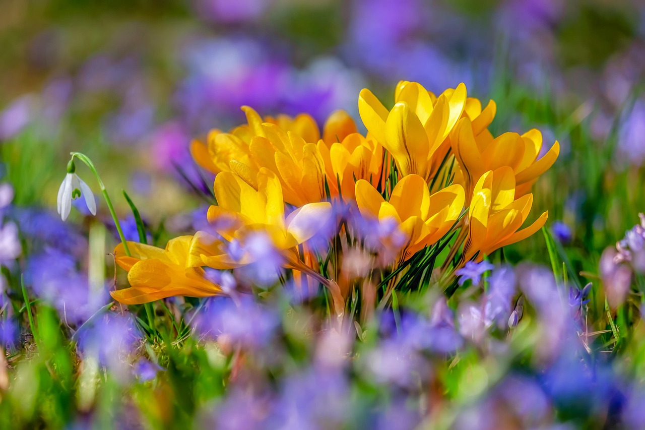 Flowers Flowers